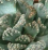 Titanopsis fulleri.png